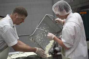 workers pouring cheese curds into molds